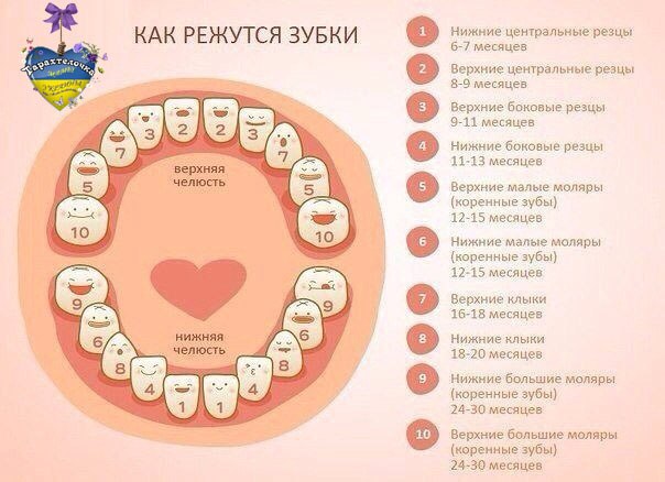 Как режутся зубы у детей