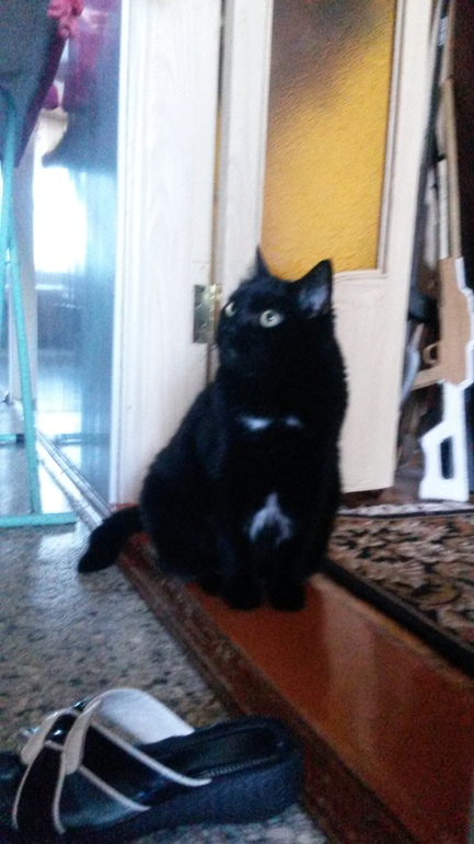 мои кошечки)))
