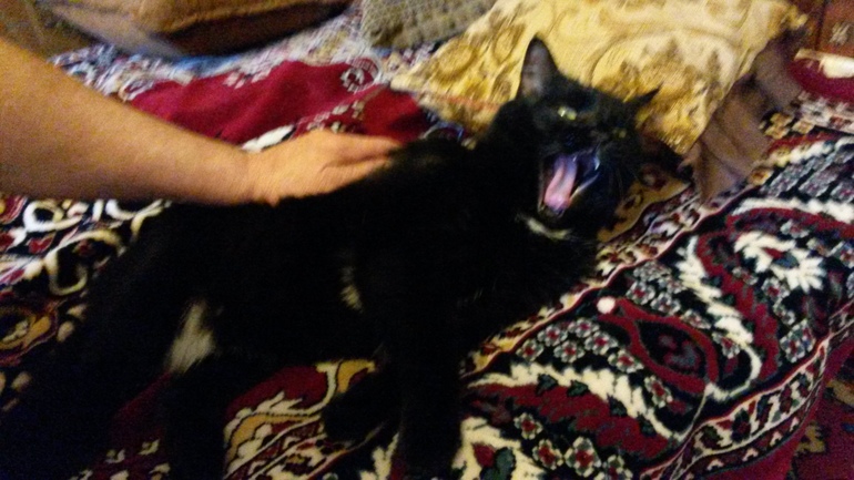 мои кошечки)))
