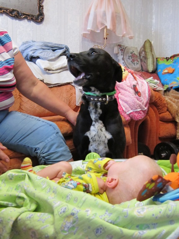 Собака - друг человечка