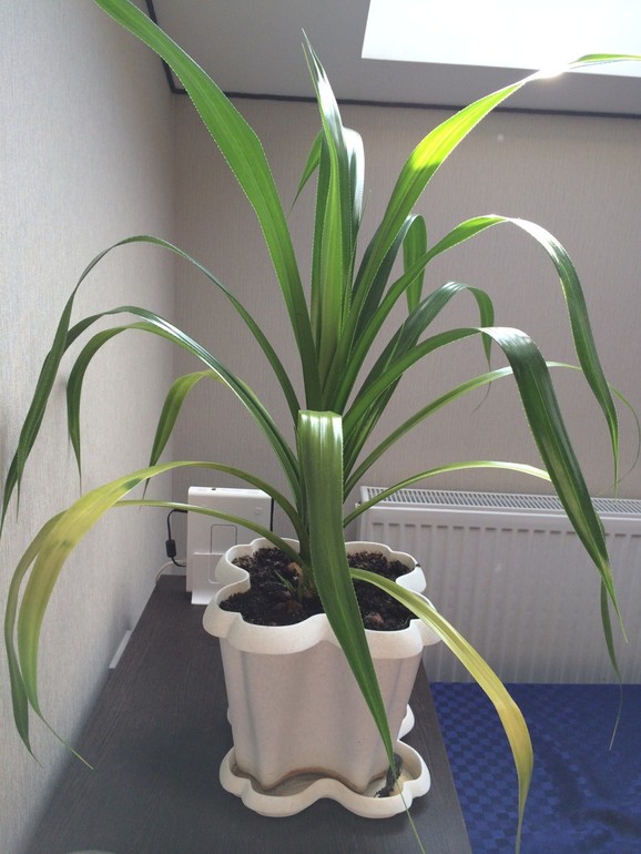 горе-садовод, помогите спасти зеленюху!