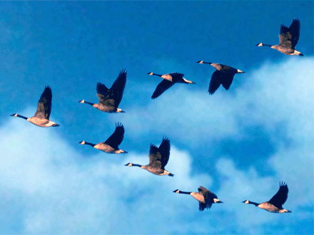 Тематическое занятие