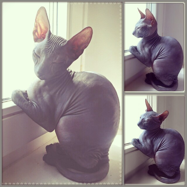 Мои Котики-Зайчики!!! :)