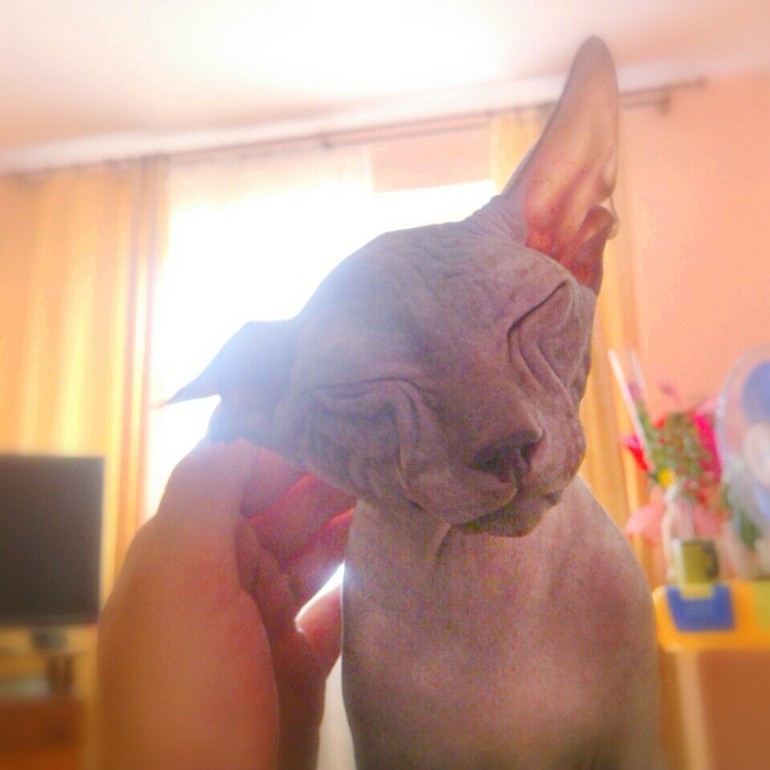 Мои Котики-Зайчики!!! :)