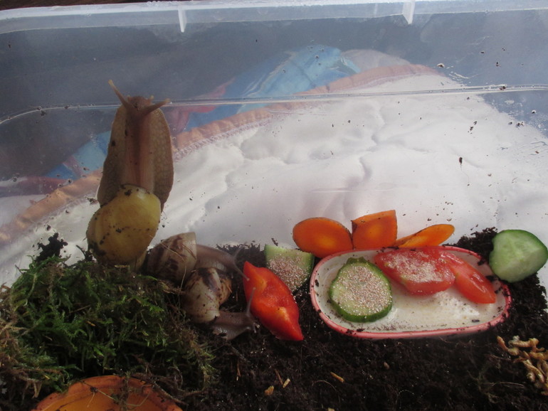 хочу поделится ,мои любимки