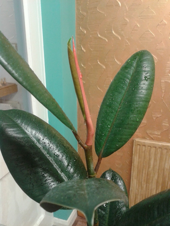 мой фикусенок.