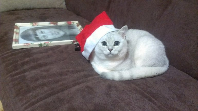 Мандариновое настроение