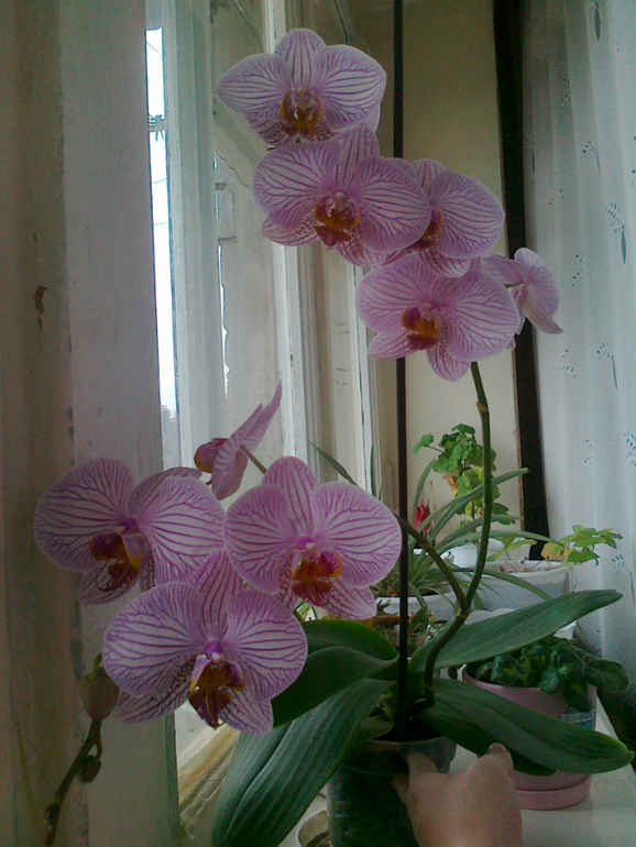 Есть ли надежда у моей орхидеи?
