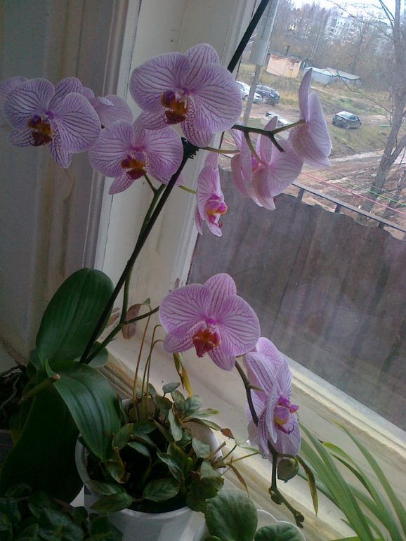 Есть ли надежда у моей орхидеи?