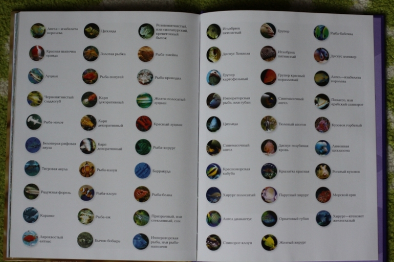 3D книга. Рыбы