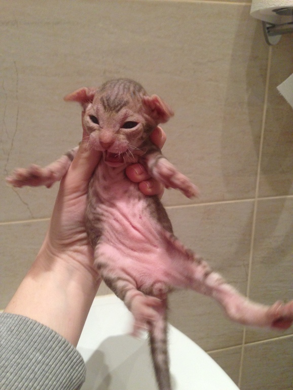 Донской сфинкс,Кекс