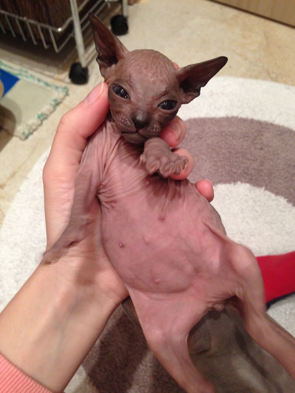 Донской сфинкс,Лоли