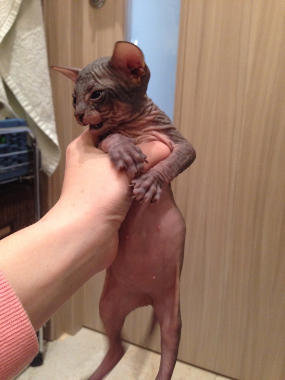 Донской сфинкс,Феня