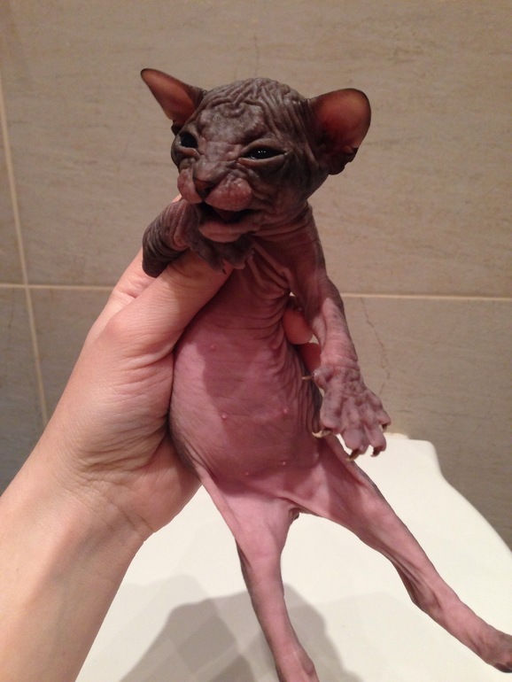 Донской сфинкс,Феня