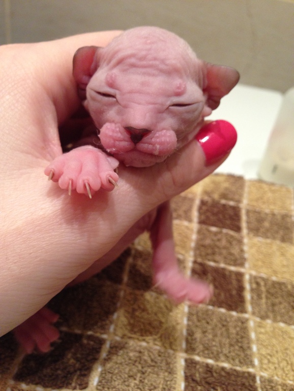 Наш новый член семьи -Мотя))