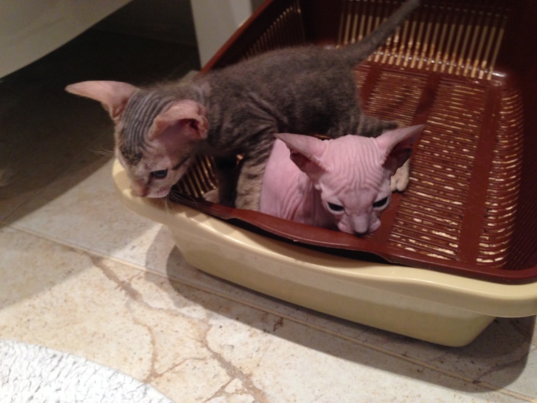 Донской сфинкс,Кекс