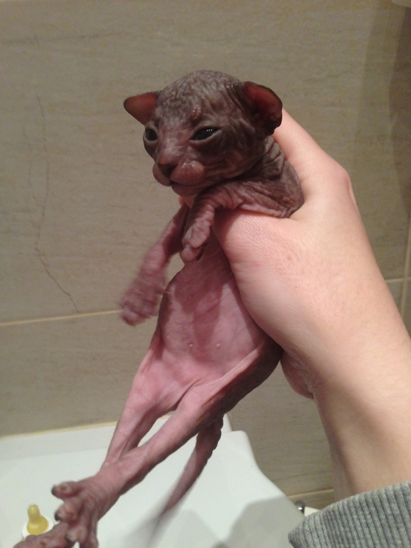 Донской сфинкс,Феня