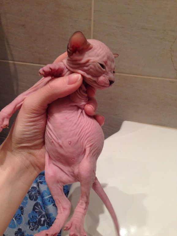 Наш новый член семьи -Мотя))