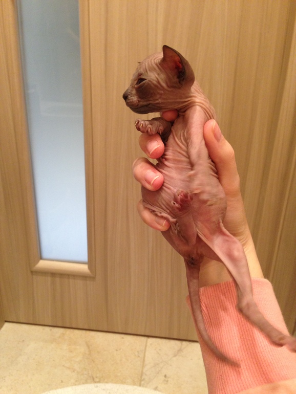 Донской сфинкс,Лоли