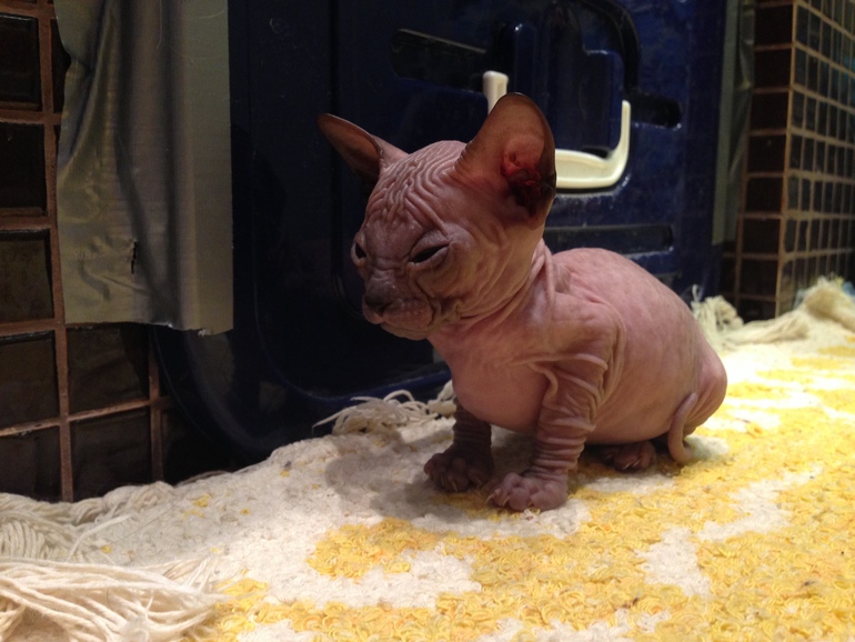 Донской сфинкс,Лоли