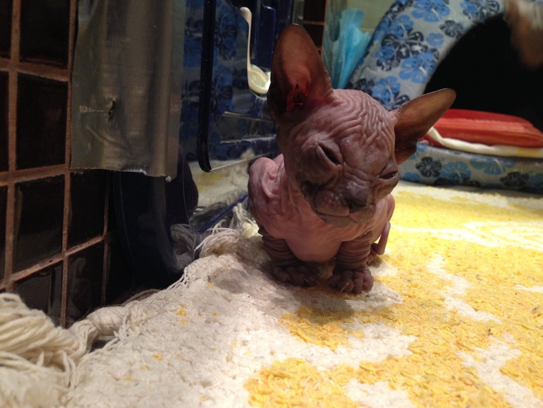 Донской сфинкс,Лоли