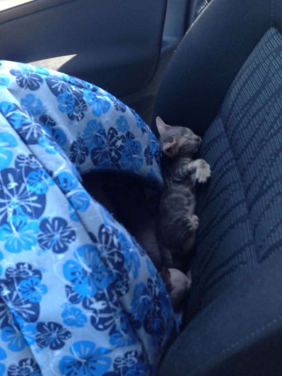 Донской сфинкс,Кекс