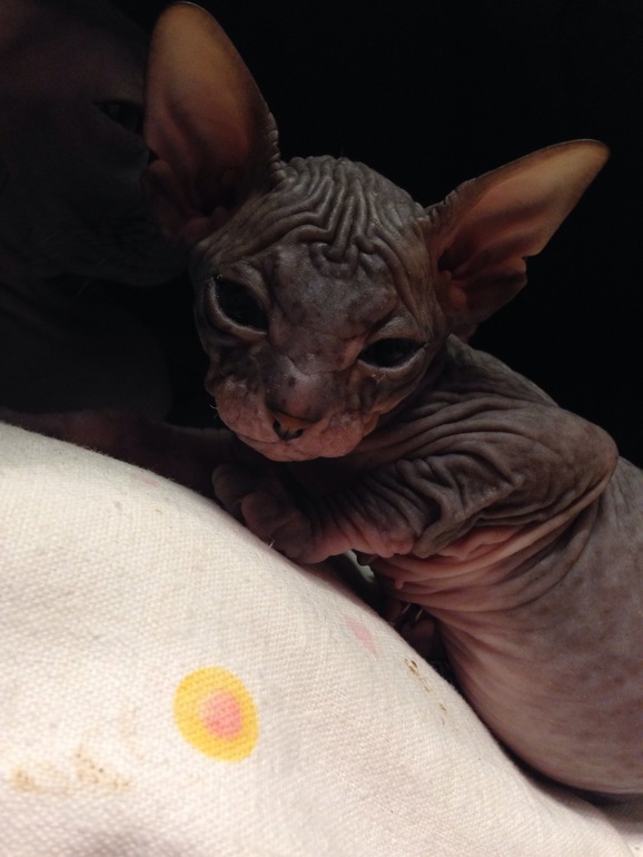 Донской сфинкс,Феня