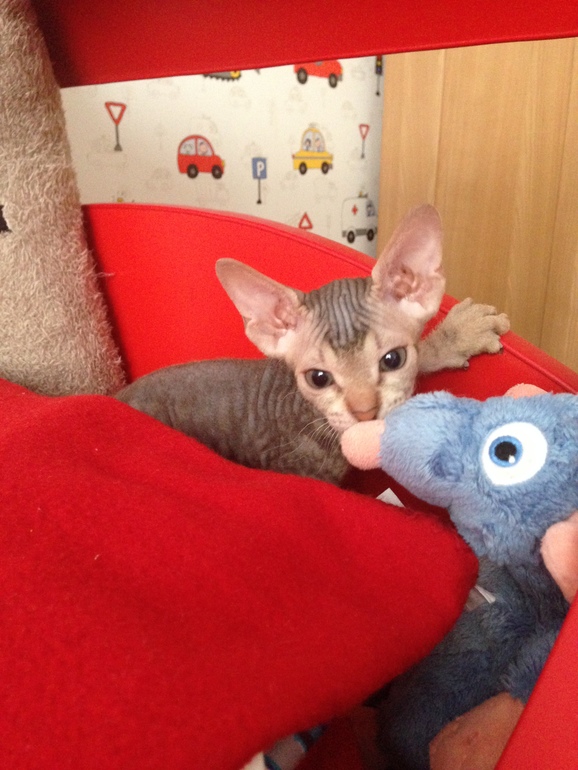 Мои маленькие эльфы)))