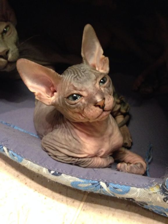 Мои маленькие эльфы)))