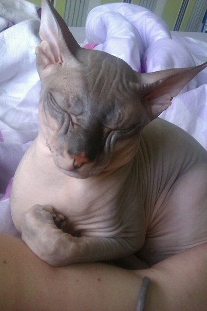 Мои котятки!!)