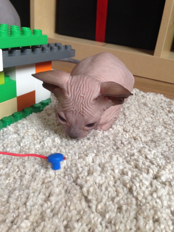 Мои маленькие эльфы)))