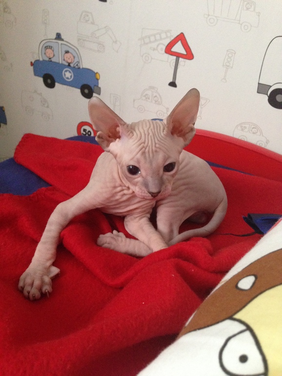 Мои маленькие эльфы)))