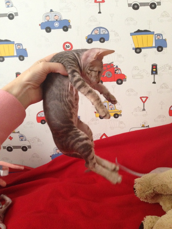 Мои маленькие эльфы)))