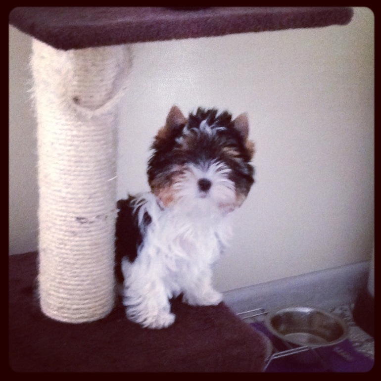 Мои зверята)))