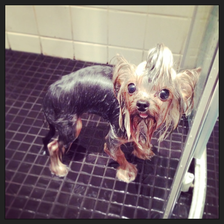 Мои зверята)))