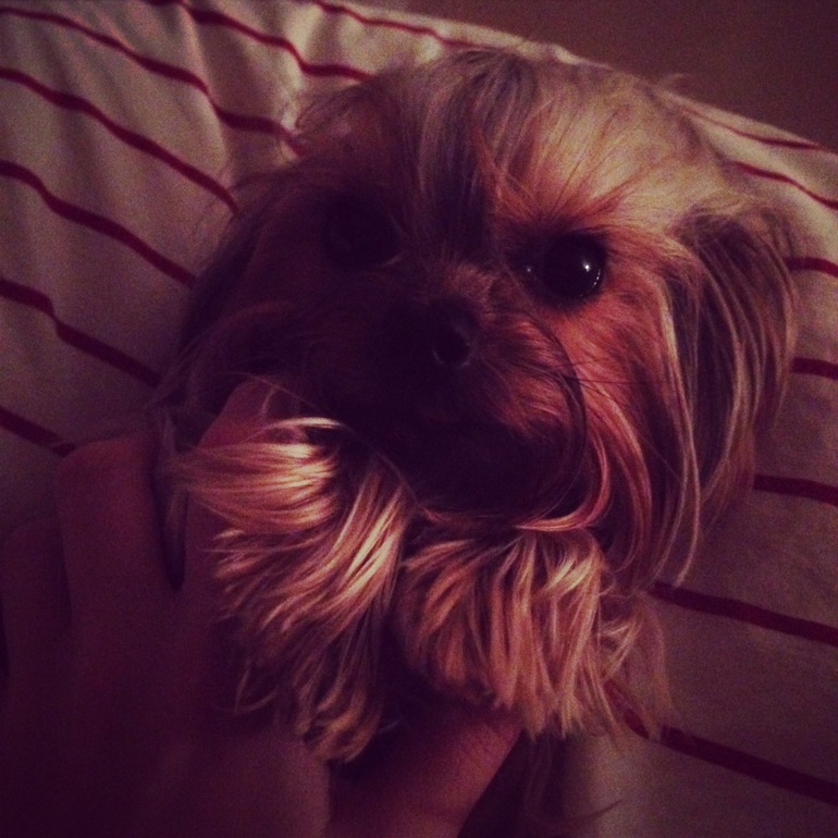 Мои зверята)))