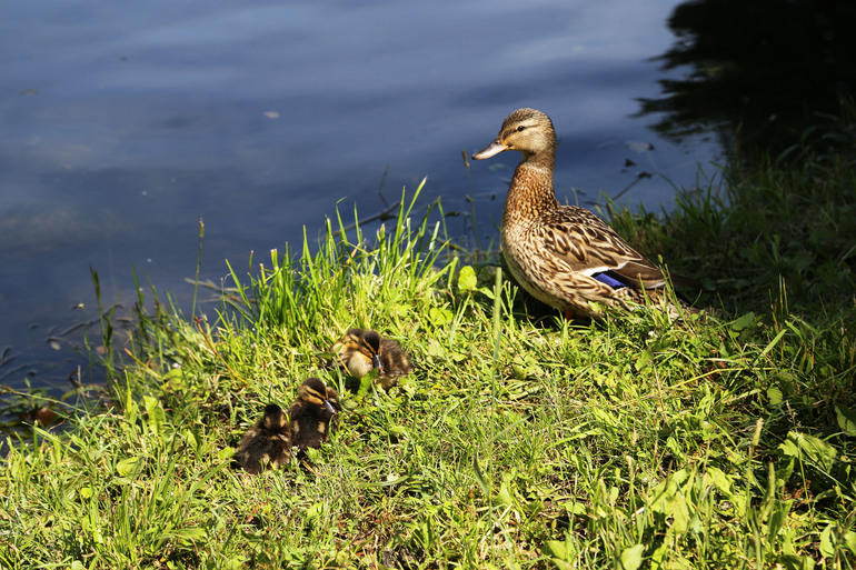 Навстречу природе