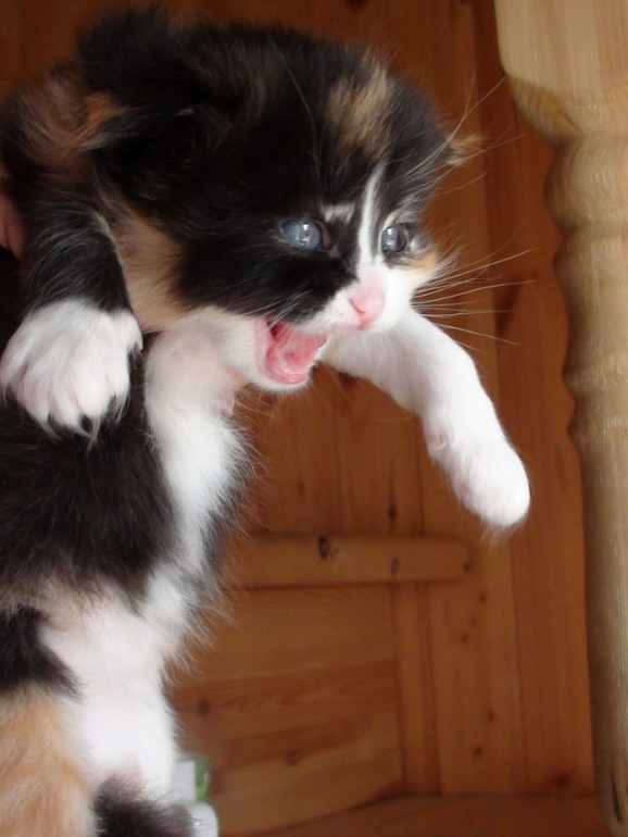 Анонс котят ;)