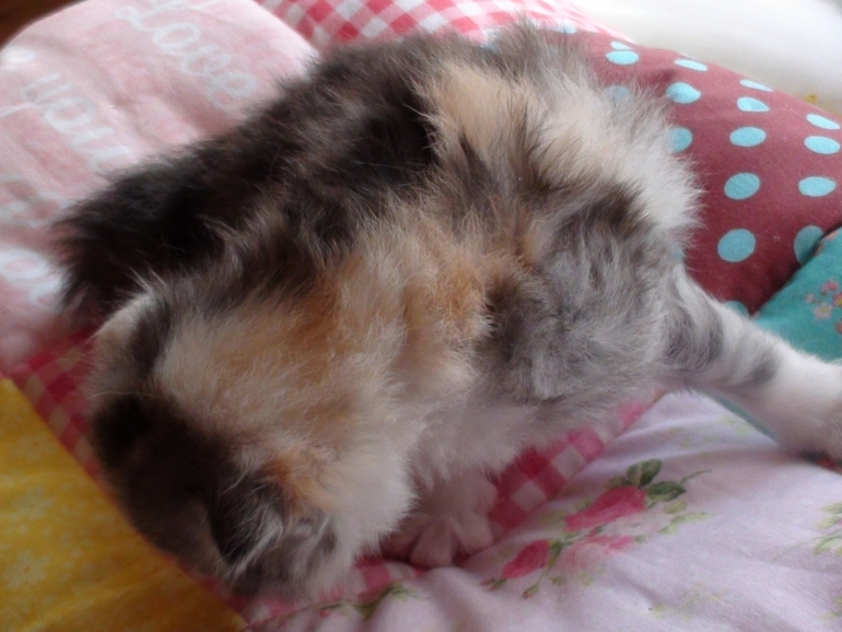 Анонс котят ;)