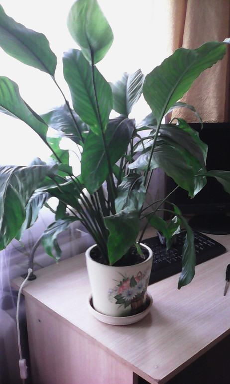 Спатифилиум Страус(продам)