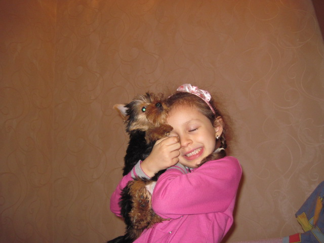 Как мы уговорили нашего папу завести щенка!