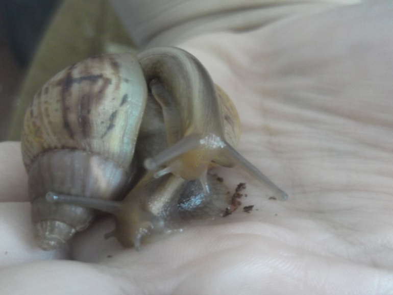 Мои малявки ))