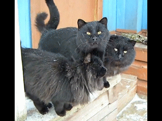 d0b87d4d29535ae7e7c069c74f0b3d53.gif