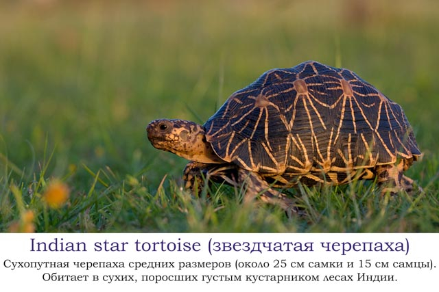 Наша африканская неделька