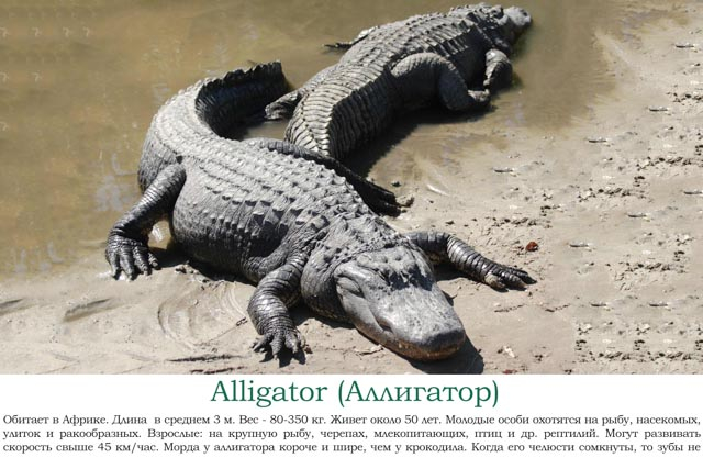 Наша африканская неделька