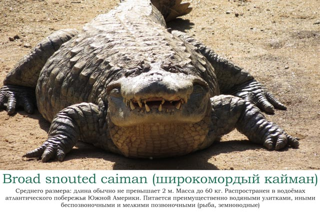 Наша африканская неделька