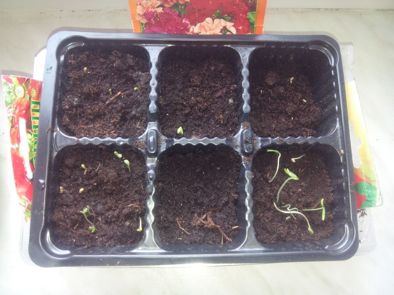 Фиговый из меня цветовод