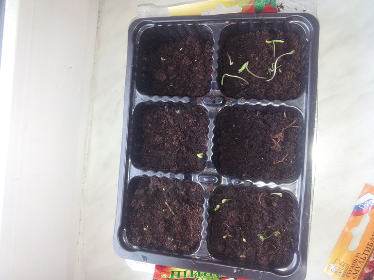 Фиговый из меня цветовод