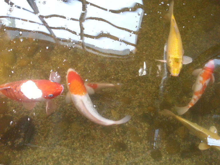 Прогулка по зоопарку)))