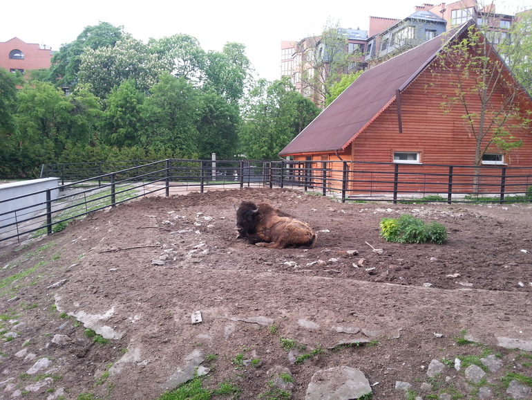 Прогулка по зоопарку)))